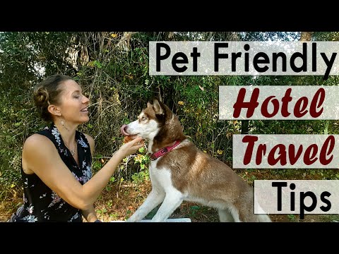 Pet-Friendly Travel: Tips to book a dog friendly hotel reservation
