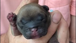 When and how to delay whelp to avoid premature puppies