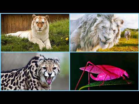 KHAWVEL A RAMSA VANG LEH DANGDAI ZUAL TE 🤔