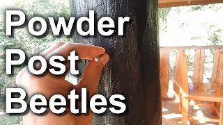 Powderpost Beetle (Maintenance)