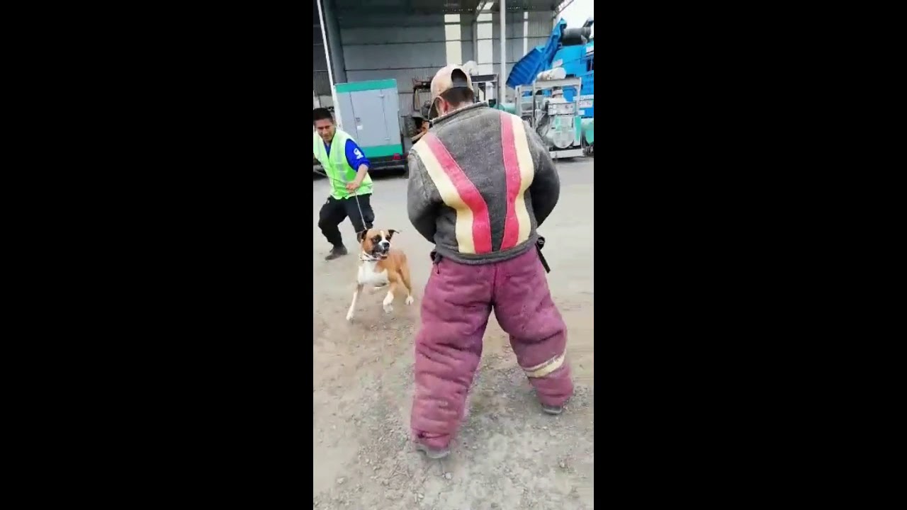 Vídeo de la empresa BEGECAN ADIESTRAMIENTO Y SERVICIO PRIVADO EN SEGURIDAD CANINA S.A. DE C.V.