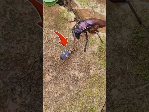 This insect can attack with EXPLOSIONS!😱 #shorts #facts #funfacts