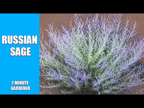 Russian Sage