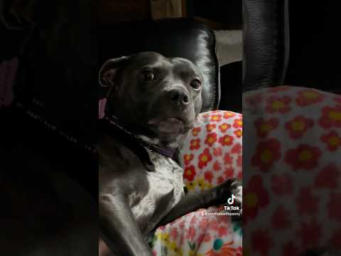 The Himalayan Fur Goblin #dangerous #penny #animals #dog