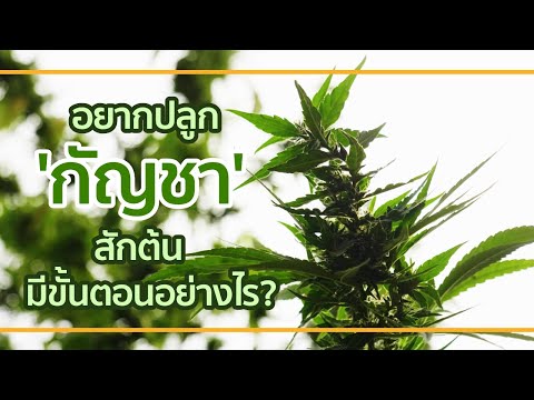 ขั้นตอน