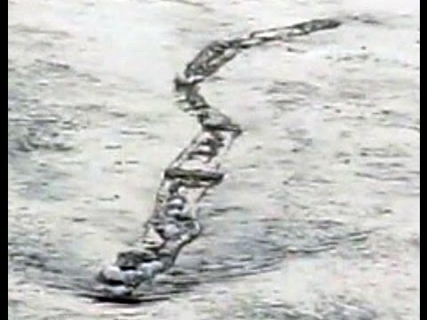 Icelandic river monster caught on tape?