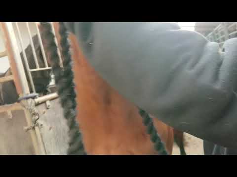 Klargøre heste til stævne