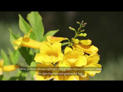 Nachtkerzenöl – Das unterschätzte Natur-Wunder für Haut & Hormone! 🌿