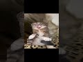 Shut Up Chicken Cat Edit Rigby Best Fyp Fypシ゚viral Viral