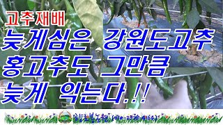 강원도인제 고추 - 노지재배 결과 홍고추 익는 시기도 늦어진다!!