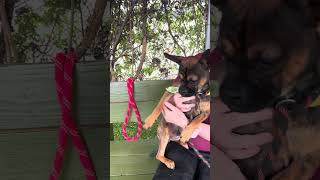 Video preview image #1 Pug Puppy For Sale in Pasadena, CA, USA