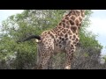 Giraffe Trying To Poop