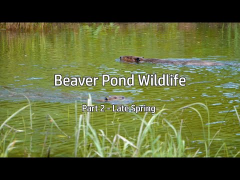 Beaver Pond Wildlife: Part 2 - Late Spring