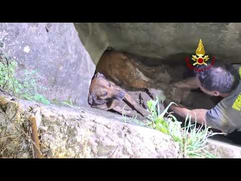 Salvataggio del cane incastrato in un tubo in muratura. L'intervento dei vigili del fuoco