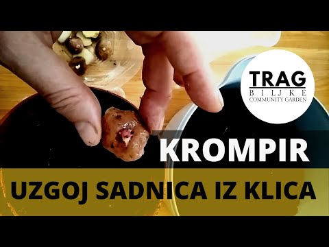 POTATO SEEDLINGS FROM SPROUTS (2021) [TRACE OF THE PLANT]