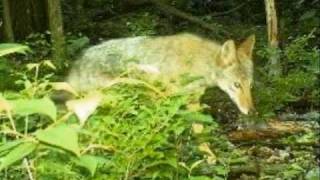 PA Auction - 30+ Acres Of Pristine Hunting In Centre County Pennsylvania