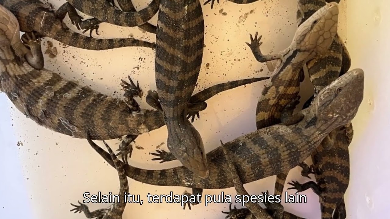 PENYELUNDUPAN SERATUS EMPAT PULUH TIGA SATWA DILINDUNGI DIGAGALKAN DI MERAUK