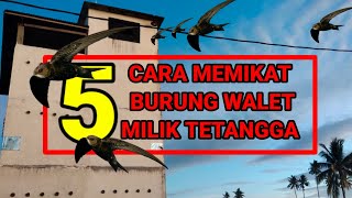 Download lagu cara memikat burung walet milik tetangga mp3