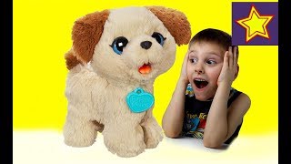 Hasbro FRF Весёлый щенок Пакс (C2178) - відео 2