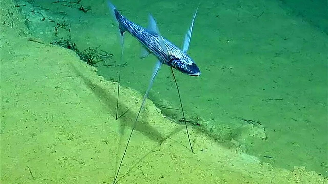 Какая самая странная рыба на свете?