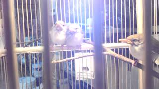 Download lagu Baby Prenjak mp3 Download lagu Baby Prenjak mp3