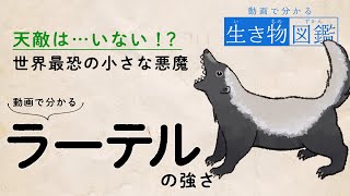 動画でわかる生き物図鑑-ラーテル編【ゆっくり紹介】