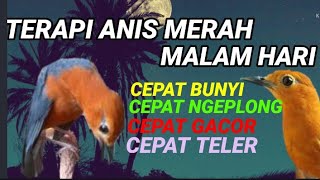Download lagu Red Anis bird chirping for mastering other birds mp3
