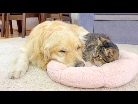 Adorable Kitten Politely Hints to Golden Retriever That He's Too Big for Her Bed!