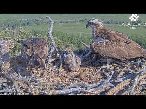 Ouch! Loch Arkaig Osprey chick has a go at dad when Louis brings an unsuitable stick 16 Jun 2023