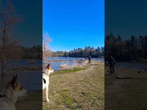 #fiahing#bythelake#lakeday#fishingbythelake#peaceful#shortsvideo#sunnyday#adventures#hashtags#moment