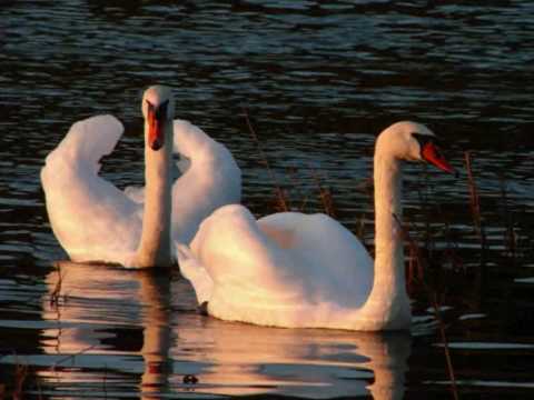 la cross save me swan lake
