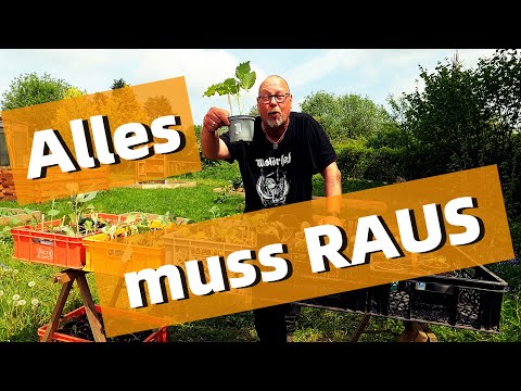 ALLES MUSS RAUS / Schneckenterror im Gewächshaus / Mais anbauen / Gurkengestell
