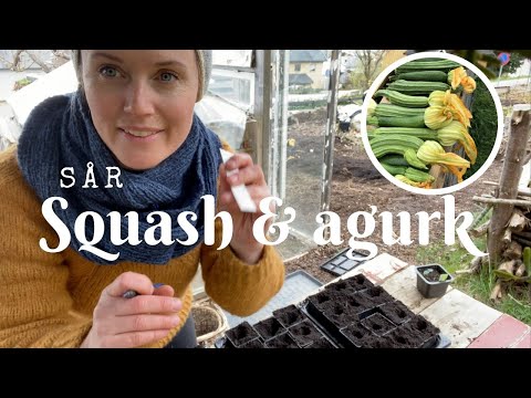 , title : 'Sår agurk og squash'