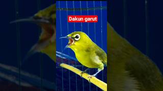 Download lagu pleci dakun Garut gacor #plecigacor mp3 Download lagu pleci dakun Garut gacor #plecigacor mp3