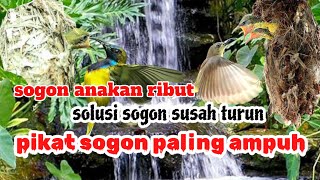 Download lagu PIKAT ANAKAN SOGON RIBUT PALING AMPUH TERBARU | suara sogon anakan ribut mp3