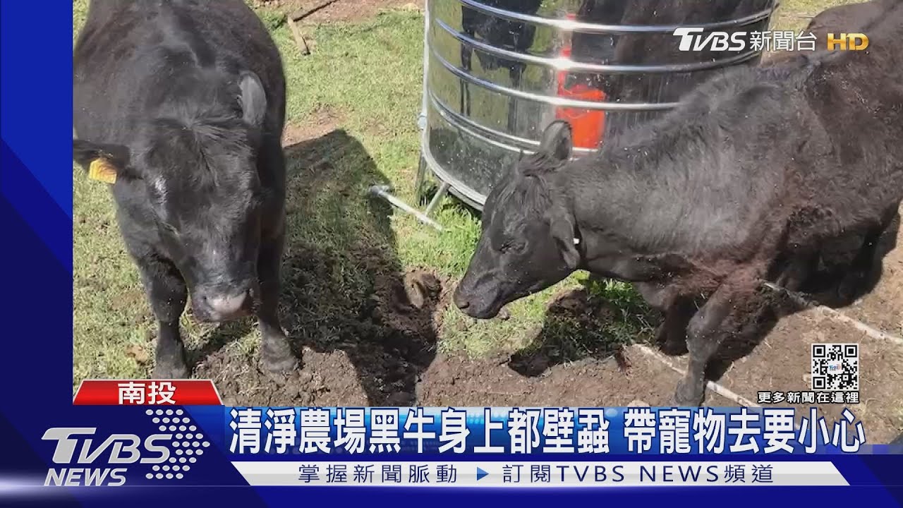 清境農場黑牛身上都壁蝨　帶寵物去要小心
