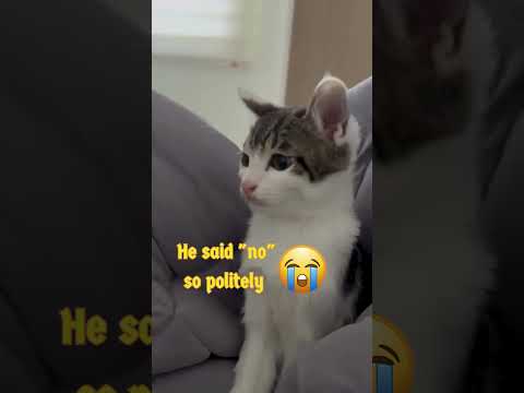 He Said “No” So Politely 😹 | My Cat’s Hilarious Reaction#FunnyCats #PoliteCat #CatShorts #shorts