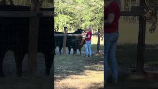 It was going well until scarlet showed up ! #cow #farming #farmlife #wildlife #shorts