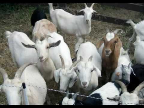 Rozprávka o siedmich kozliatkach - Clakson