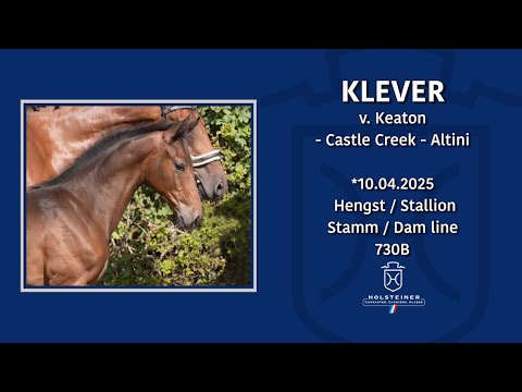 Holsteiner Fohlenmonat | Nr. 16 v. Keaton I - Castle Creek