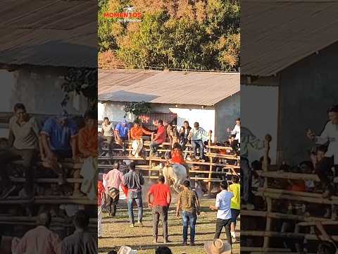 LAS "MONTA TORO" de Santa Ana del Yacuma #tradicionesbenianas