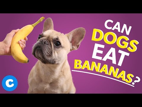 YouTube video about: Can dogs have banana nut muffins?