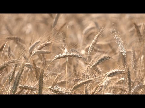 На Гомельшчыне пачалося жніво видео