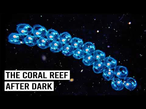 Is This Even Real? The Bizarre Sea Creatures Lurking in Coral Reefs at Night