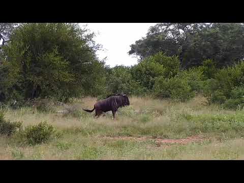 Djuma: Wildebeest bull - 15:00 - 03/28/20