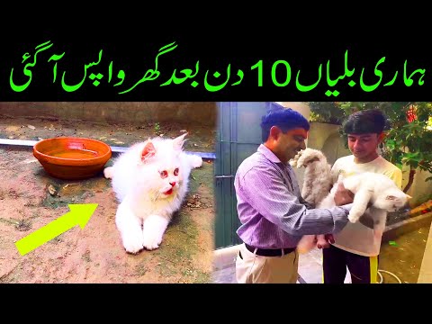 My Cat is Back |Hamari Billiyan Ghar wapus Pohch gai hain |06 Aug 2022