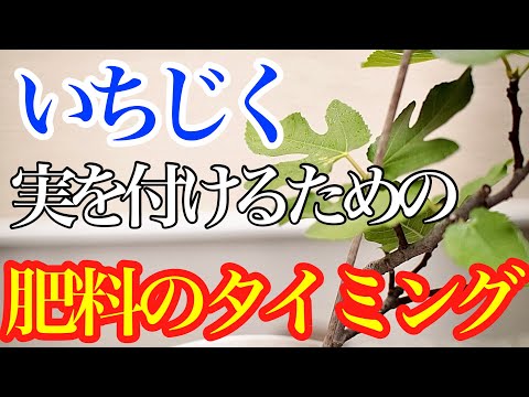 天然肥料、自家製コーヒーかす、植物を使用