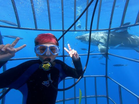 The Great White Shark Adventure - Nautilus Liveaboards 2019