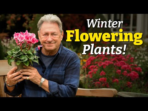 Top 5 Winter-Flowering Plants for Colour in the Cold