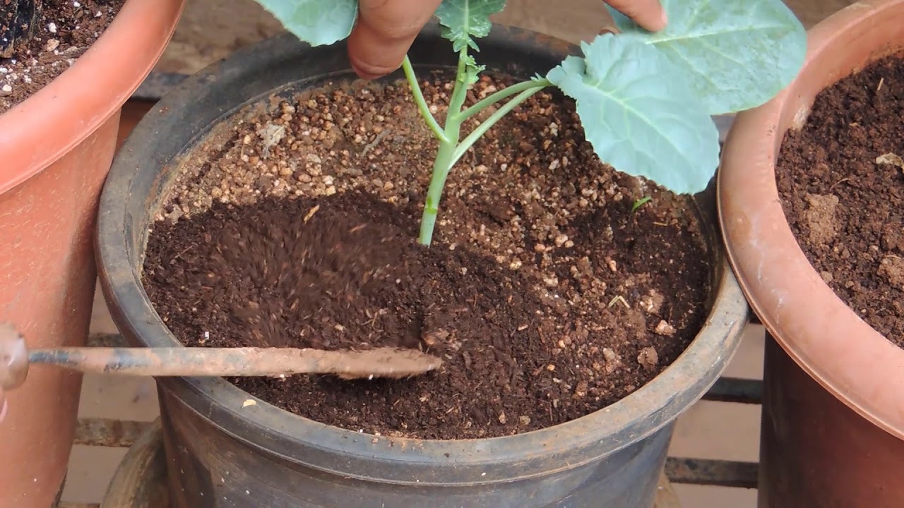 How to Add Fertilizer to Plants in a Container. - YouTube